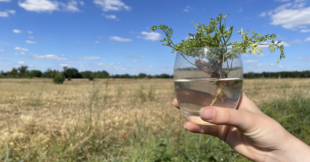 Image de l'article Conférence-débat sur l’avenir de l’eau En Loire Layon Aubance